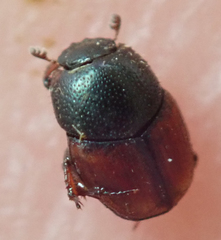 Cleptocaccobius viridicollis