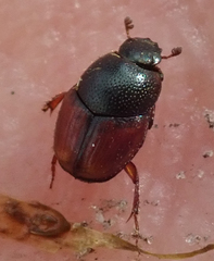 Cleptocaccobius viridicollis