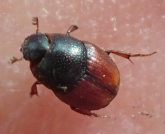 Cleptocaccobius viridicollis