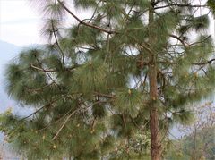Pinus roxburghii