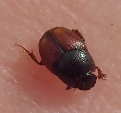 Cleptocaccobius viridicollis