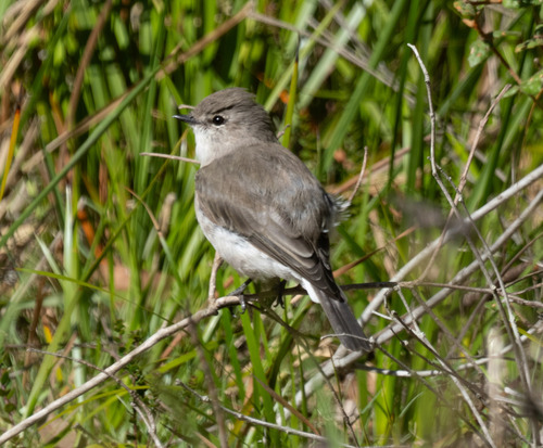 Jacky Winter (Microeca fascinans), photo 4