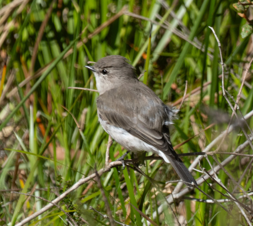 Jacky Winter (Microeca fascinans), photo 3