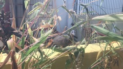 Streptopelia chinensis