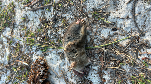 Eastern Mole observed by emmacolner