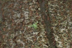 Thomisidae