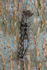 Lepidoptera
