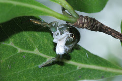 Artabrus erythrocephalus
