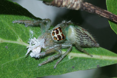 Artabrus erythrocephalus