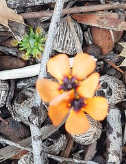 Drosera hyperostigma