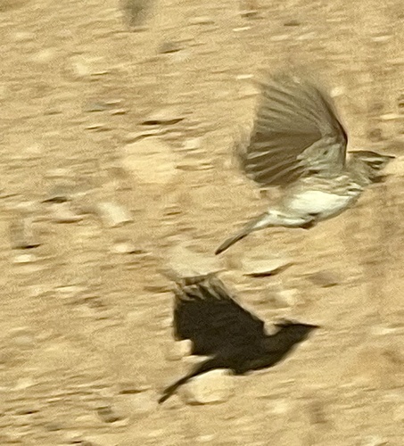 Thekla's Lark (Galerida theklae), photo 7