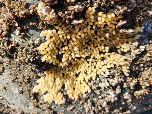 Nucella ostrina