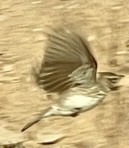 Thekla's Lark (Galerida theklae), photo 8