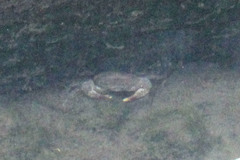 Parathelphusa convexa