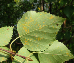 Melampsoridium betulinum