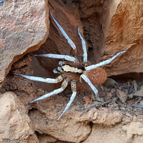 Lycosa gibsoni