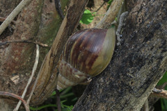 Lissachatina fulica