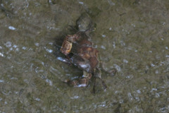 Parathelphusa convexa