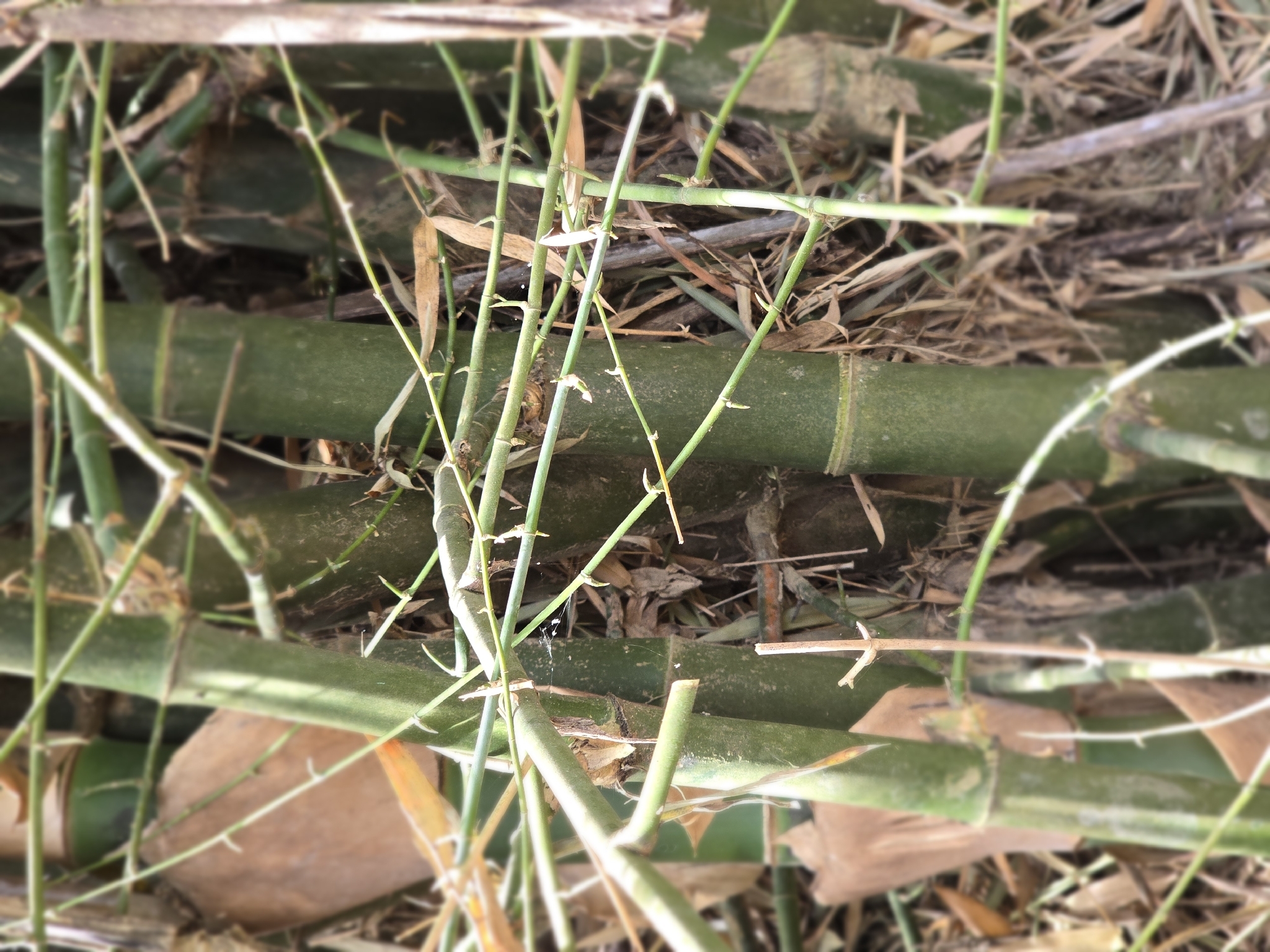 Bambusa spinosa