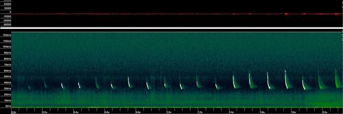 Pipistrellus javanicus observed 2026-02-26