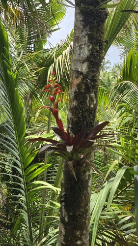 Barkplant (Werauhia sintenisii)