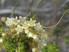 Cuscuta angulata