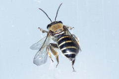Nomia thoracica