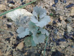 Ranunculus paucifolius