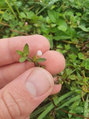 Gratiola sexdentata