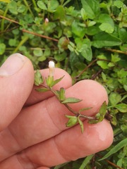 Gratiola sexdentata