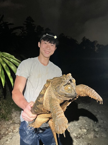 Alligator Snapping Turtle observed by fishtse