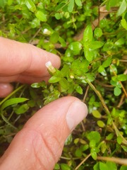 Gratiola sexdentata