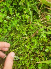 Gratiola sexdentata