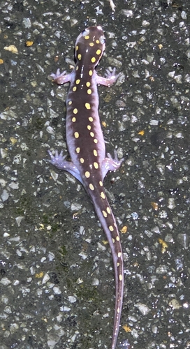 Spotted Salamander