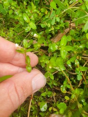 Gratiola sexdentata