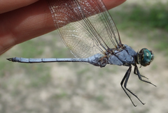 Orthetrum brachiale