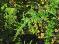 Puccinia calcitrapae