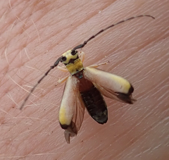 Eunidia sulphurea