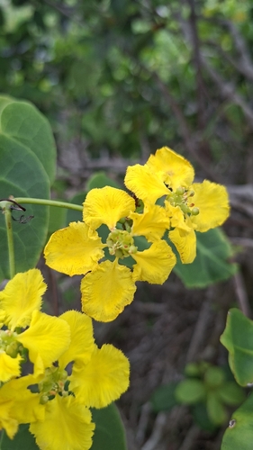 golden vine (Stigmaphyllon ciliatum)