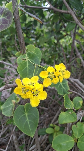 Stigmaphyllon ciliatum, photograph 2