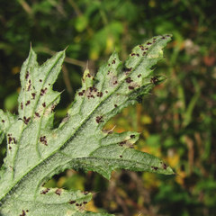 Puccinia calcitrapae