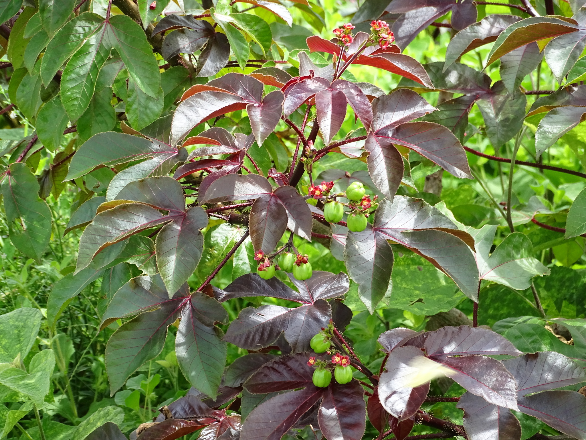 Jatropha gossypiifolia