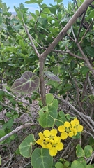 Stigmaphyllon ciliatum, photograph (c) William G. Borges, some rights reserved (CC BY)