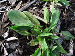 Uromyces anthyllidis