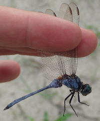 Orthetrum brachiale
