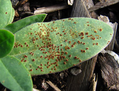 Uromyces anthyllidis