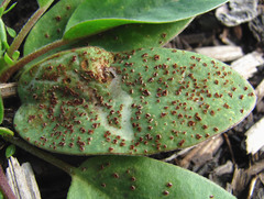 Uromyces anthyllidis