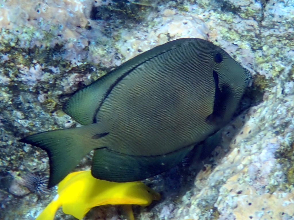 Hawaiian Surgeonfish