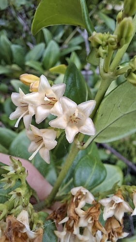 West Indian milkberry (Chiococca alba)