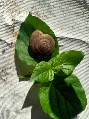 Siamese Common Snail